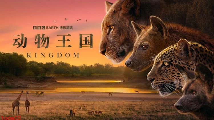 BBC 全新自然纪录片《动物王国》 11月11日震撼上线封面图